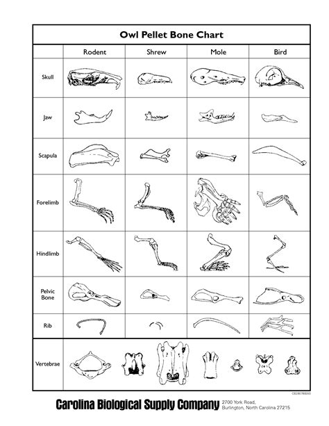 Owl Pellet Dissection Bone Chart