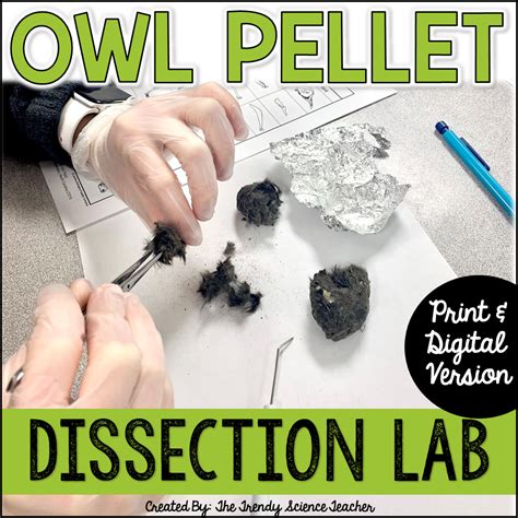 Owl Pellet Dissection Lab Answers Doc