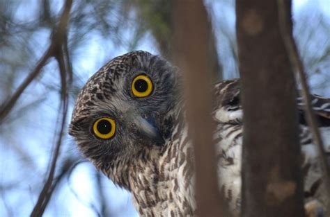 Owlbnb，帶你體驗各種貓頭鷹的魅力！