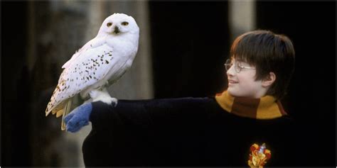 Owls: Harry Potter's Most Misunderstood Companions