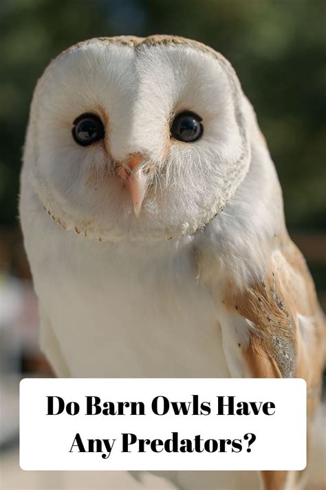 Owlto: The Ultimate Guide to the 101 Owlto Applications