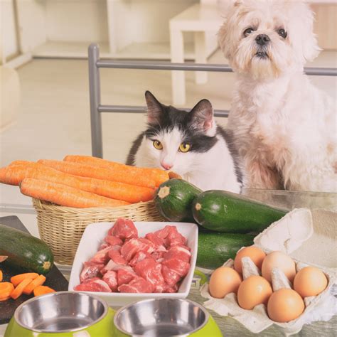 Ownat Research: Unlocking the Secrets of Pet Nutrition 2025