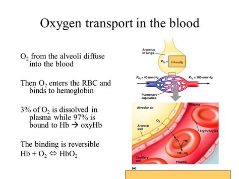 Oxygen Transport to Tissue - II Doc