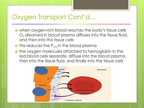 Oxygen Transport to Tissue - II Doc