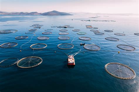 Oyster Terraria: A Sustainable Solution for Future Fish Farming