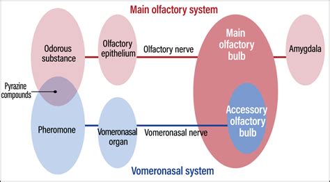 Ozzy Suzy: Unveiling the Untapped Potential of the Olfactory System for Mental Health