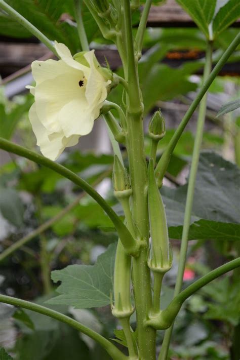 Pé de Quiabo: A Planta Poderosíssima Que Pode Transformar Sua Vida