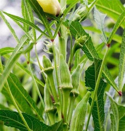 Pés de Quiabo: Um Guia Completo Para Cultivo, Benefícios e Uso