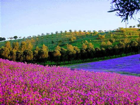 Pólens da Primavera em Portugal: Um Guia Completo para Desfrutar deste Fenómeno Natural