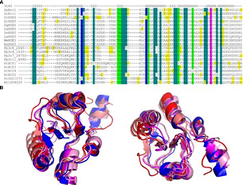 PESD1CAN,215: The PES Domain Containing Protein 1 C215 Variant