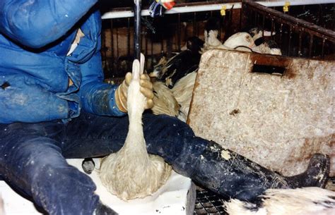 PETA Proclaims: Exposing the Cruelties of Animal Factories