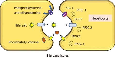 PFIC Testing: Uncovering the Mystery of Progressive Familial Intrahepatic Cholestasis