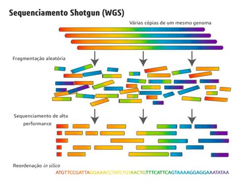 PGS: Entenda a Tecnologia de Sequenciamento Genômico que Revoluciona a Medicina