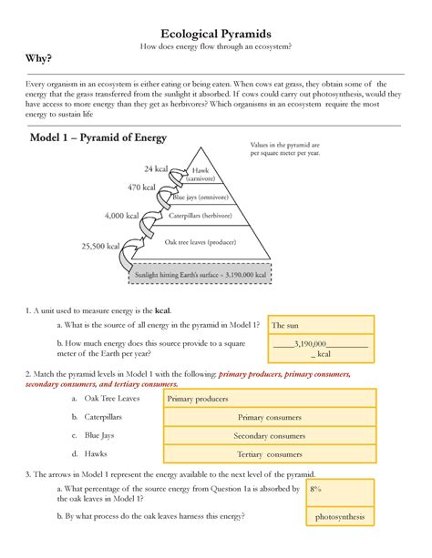 POGIL BIOLOGY ANSWER KEY ECOLOGICAL PYRAMIDS Ebook Epub