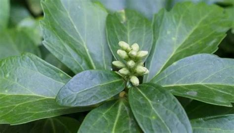 Pachysandra Fertilizer: The Ultimate Guide to Feeding Your Groundcover