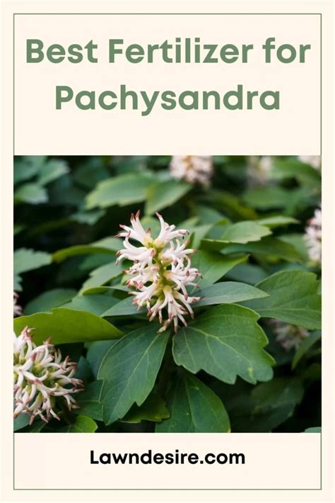 Pachysandra Fertilizer 101: Everything You Need to Know