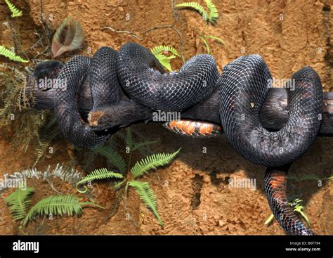 Pacific Boa (Candoia bibroni):