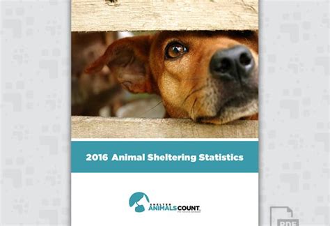 Pain Points: Addressing the Challenges of Animal Sheltering