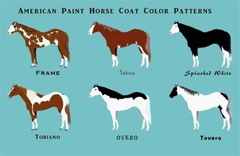 Paint Horse Color Chart