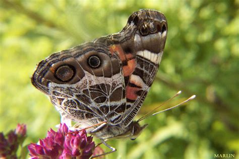 Painted Lady Katara: A Remarkable Butterfly with Exceptional Characteristics