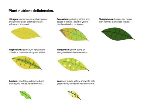 Pale or yellowing leaves: