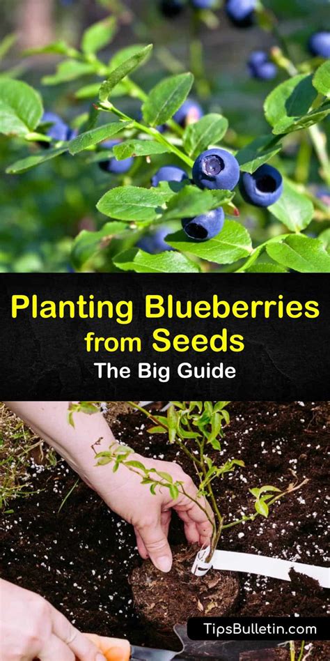 Palia Blueberry Seeds: A Guide to Growing Your Own Superfruit