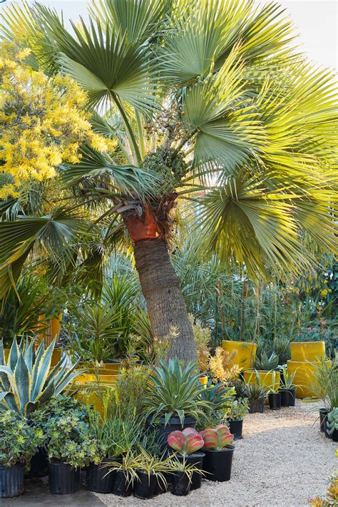 Palm Paradise: The Ultimate Guide to Growing, Caring for, and Enjoying Paradise Palms