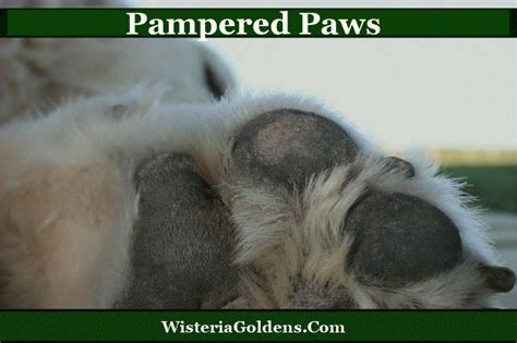 Pamper Your Paws: A Comprehensive Guide to Purrrtrova Foot Care