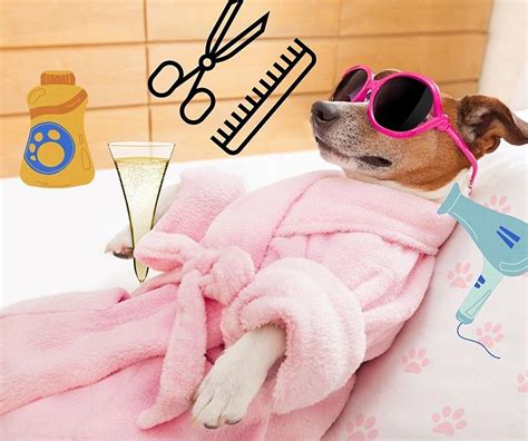 Pamper Your Pup with 5-Star Doggie Spas Near You