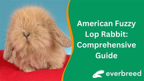 Pana Rabbit: A Comprehensive Guide to This Unique and Endearing Breed