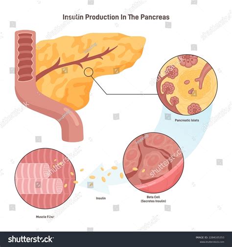 Pancreatic Beta Cells: The Powerhouse of Insulin Production