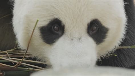 Panda Cam: A Window into the World of Giant Pandas