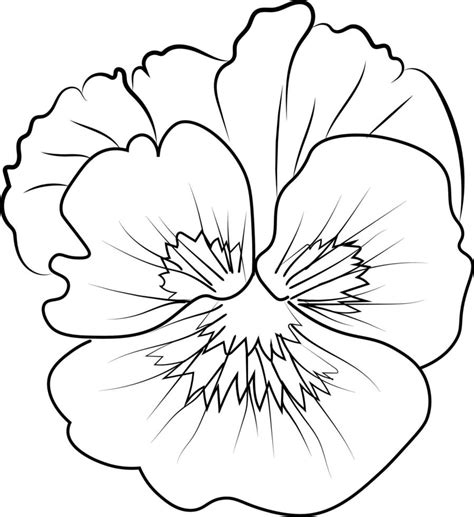 Pansy Flower Drawing