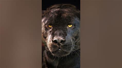 Panthers: Unveiling the Ferocious Guardians of the Wild