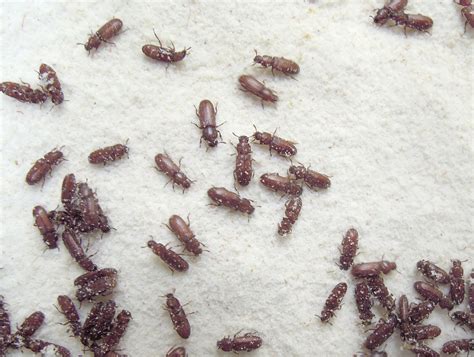 Pantry Beetle Traps: A Comprehensive Guide to Eradicating Pantry Beetles