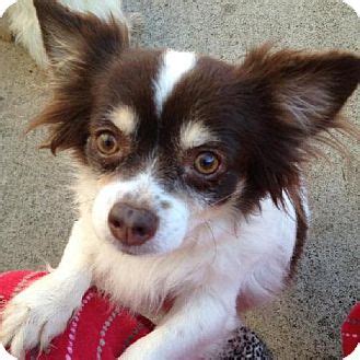 Papillon Chihuahua Mix: The 1500-Year-Old Toy Companion