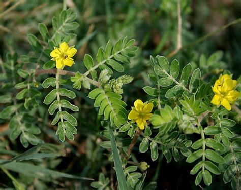 Para Que Serve o Tribulus Terrestris?