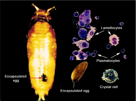 Parasitoids of Drosophila Doc