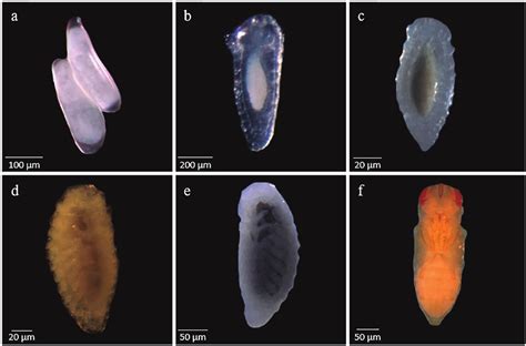 Parasitoids of Drosophila Epub