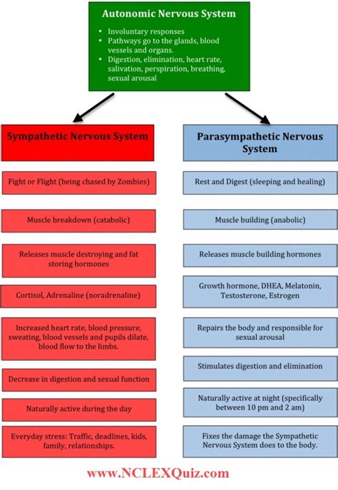 Parasympathetic Vs Sympathetic Nervous System Chart