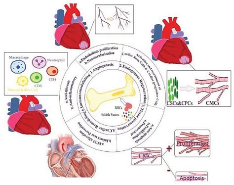 Parasyte Heart Cells: Unraveling the Enigma of Tissue Regeneration