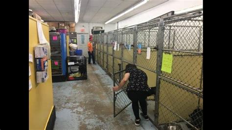 Parma Animal Shelter Ohio: A Haven for Lost and Unwanted Pets