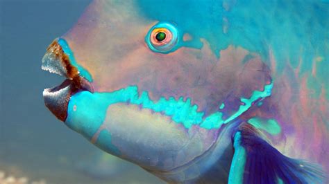 Parrotfish Kindle Editon