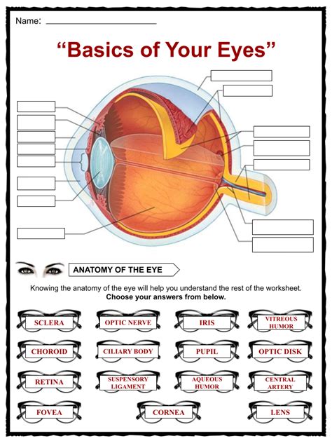 Parts Of The Eye Worksheet Answers Kindle Editon