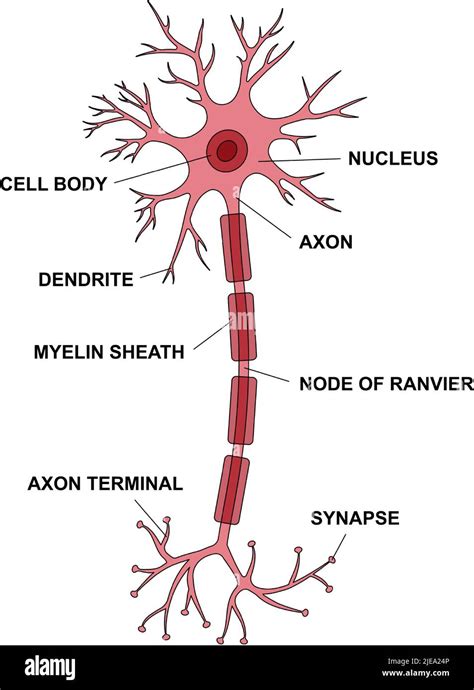 Parts of a Neuron: