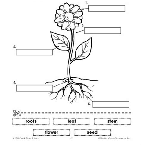 Parts of a Plant: 9th Grade Unlabeled