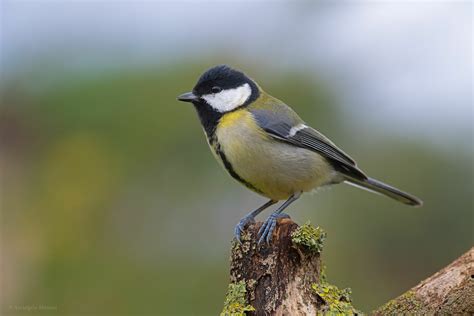 Parus major