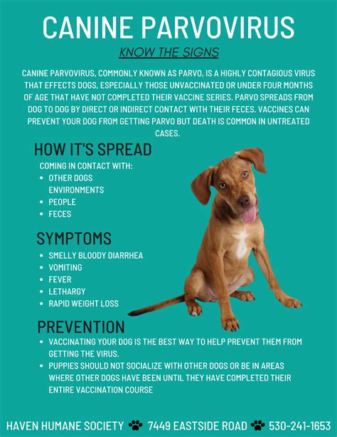 Parvo Disease in Humans: Symptoms You Need to Know