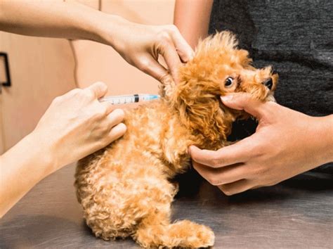 Parvovirus Immunization in Dogs: A Comprehensive Guide