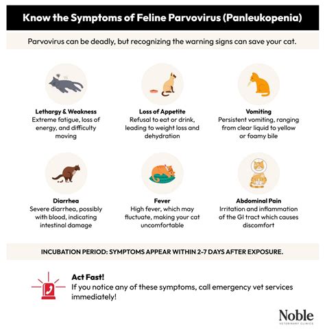 Parvovirus Symptoms in Humans: A Comprehensive Guide to the 5 Common Types